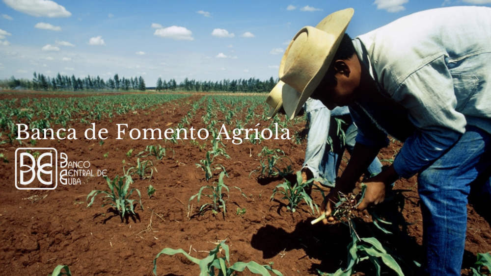 Imagen relacionada con la noticia :Inicia 1ro Septiembre Banca para el fomento agrícola en Santiago de Cuba